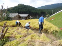 2013年 棚田オーナー稲刈り - C-4 区画