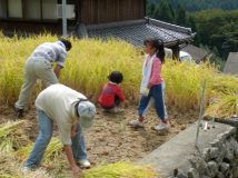 2013年 棚田オーナー稲刈り - C-1 区画