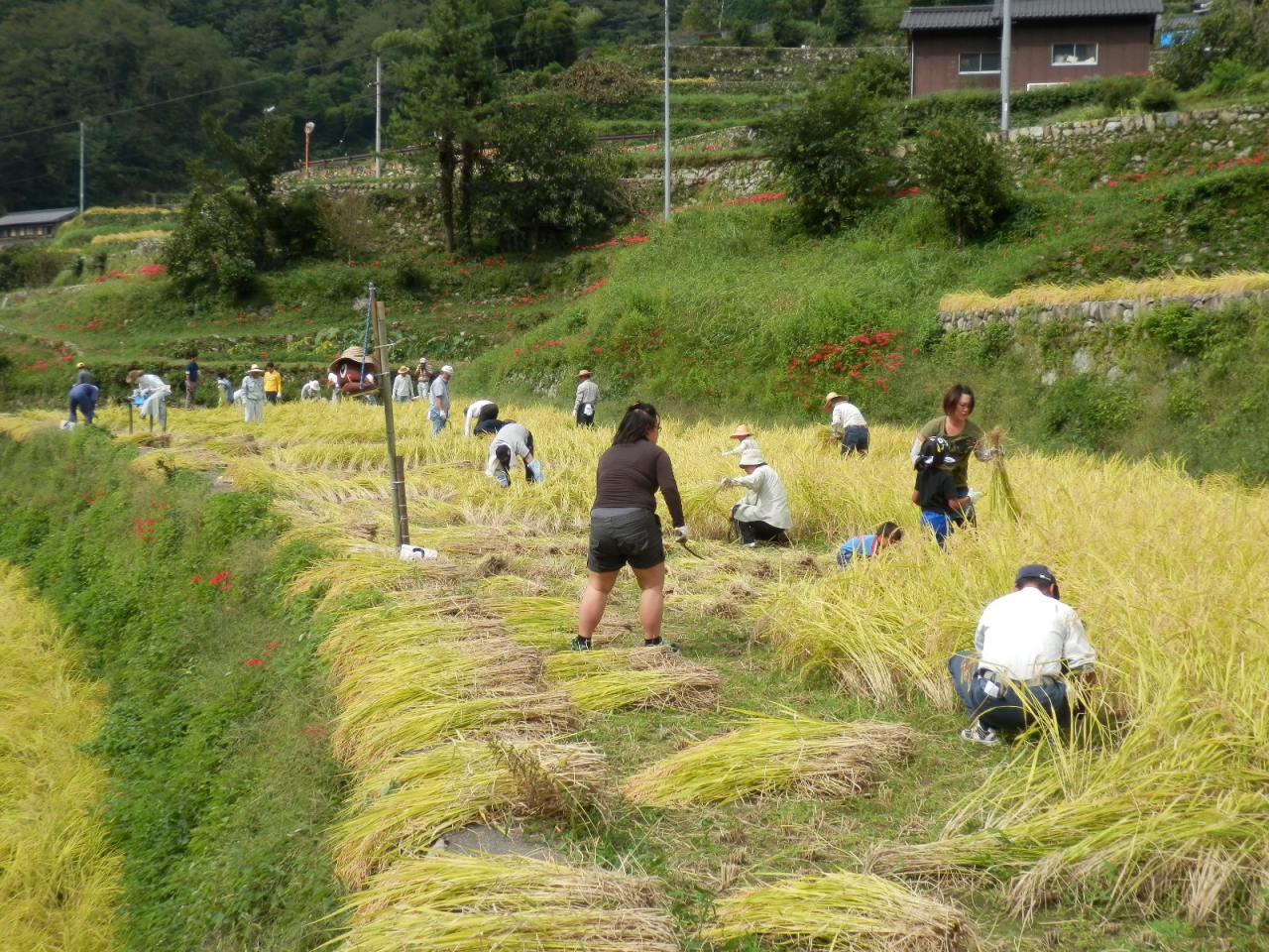 2013年 棚田オーナー稲刈り - A区画