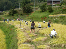 2013年 棚田オーナー稲刈り - A区画