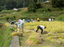 2013年 棚田オーナー稲刈り - A-4 区画のかかし