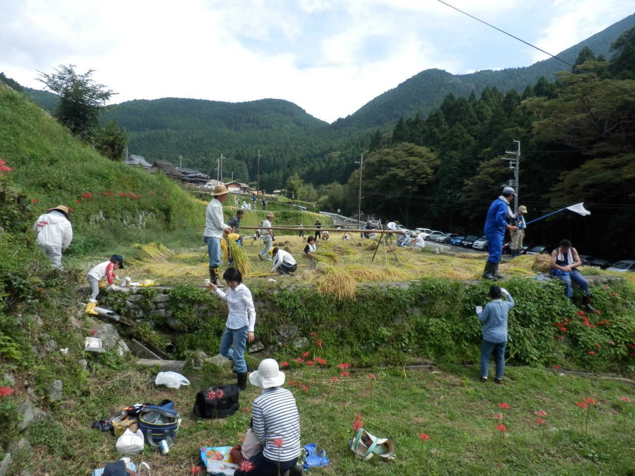 2013年 棚田オーナー稲刈り - 稲木を立てる