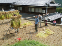 2013年 棚田オーナー稲刈り - 稲木の立て直し