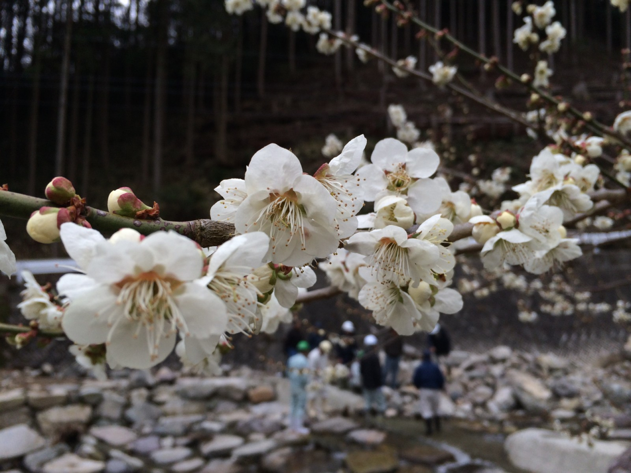 2014年4月5日 白梅