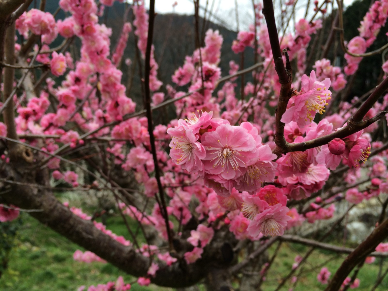 2014年4月5日 紅梅