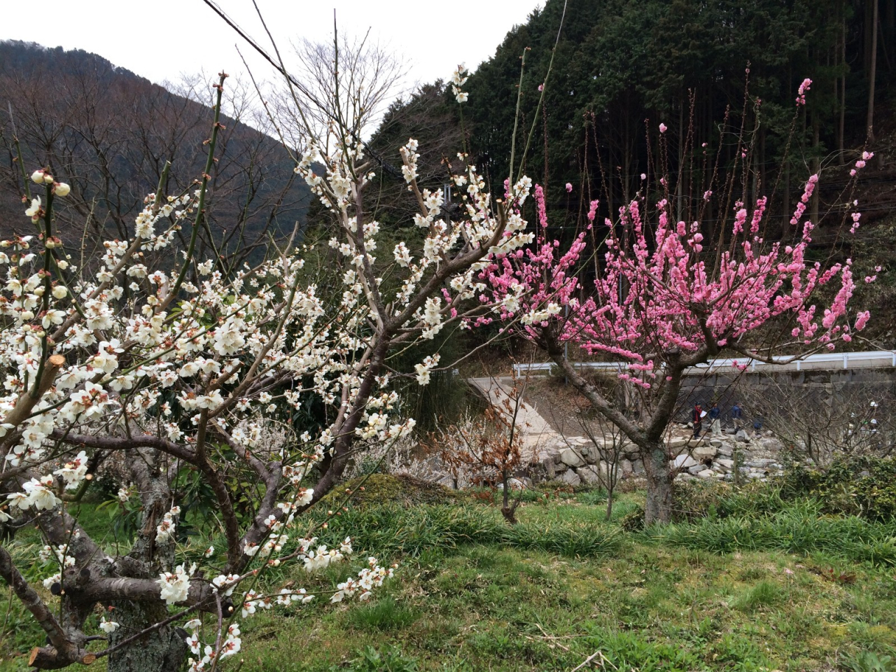 2014年4月5日 白梅と紅梅