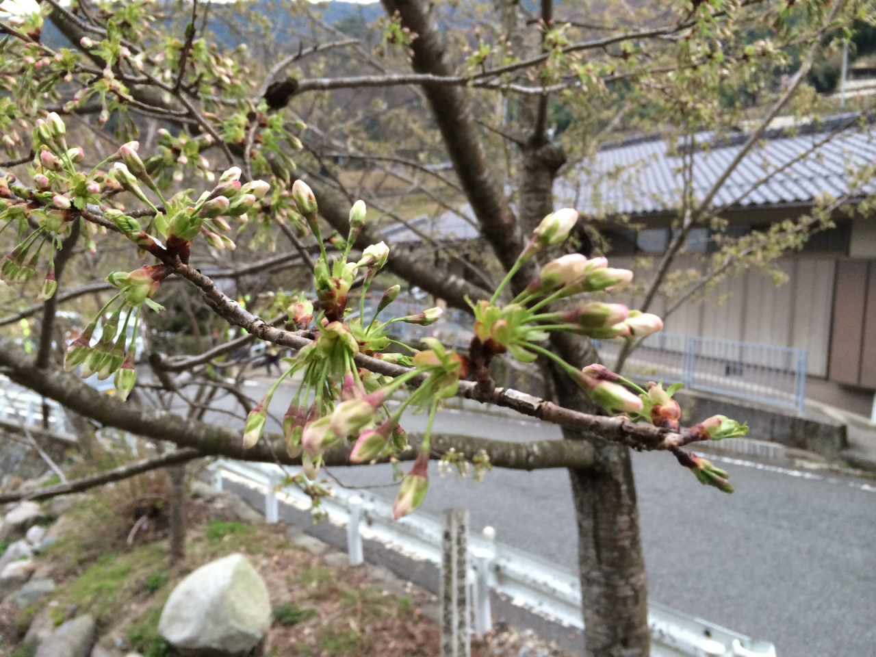 2014年4月5日 桜