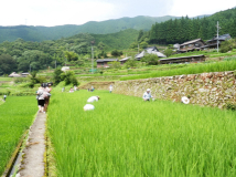 2014年 案山子祭 - 田んぼの草引き