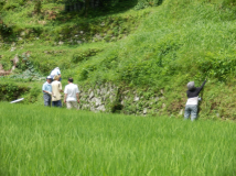 2014年 案山子祭 - 草刈り