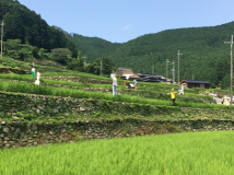 2014年 案山子祭 - オーナー田を守る案山子たち