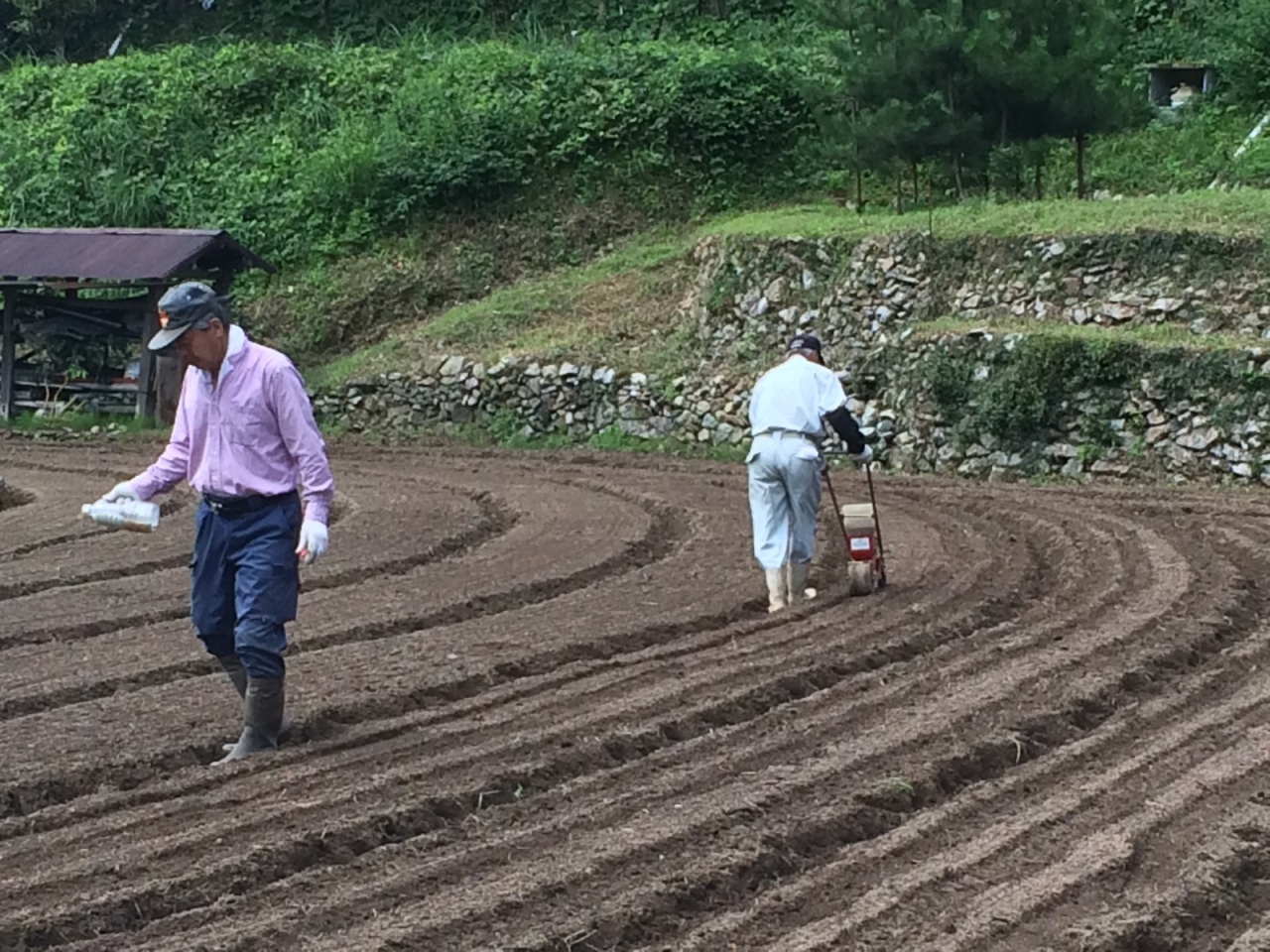 2014年 蕎麦の種蒔き - 手押しの種まき機で