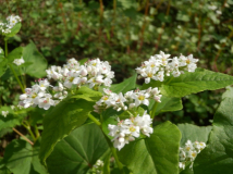 2014年9月28日 蕎麦の花