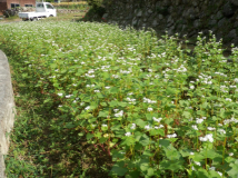 2014年9月28日 蕎麦生育状況