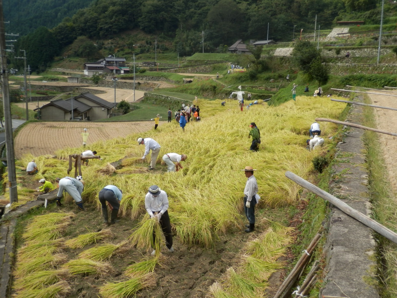 2014年 棚田オーナー稲刈り