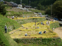 2014年 棚田オーナー稲刈り