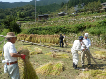 2014年 棚田オーナー稲刈り - 稲木に稲をかける