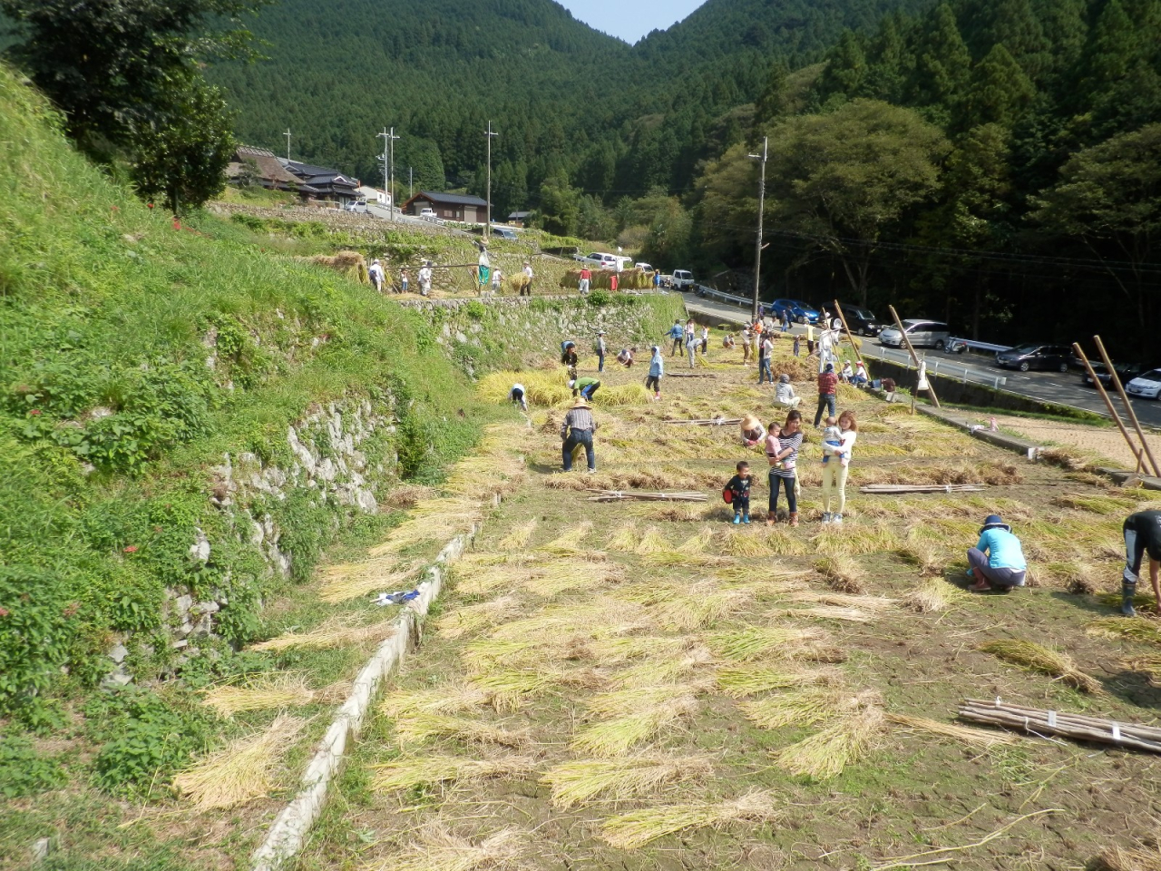 2014年 棚田オーナー稲刈り