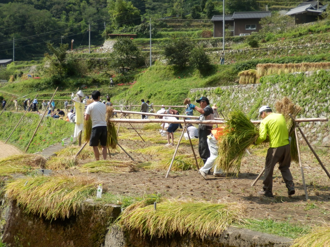 2014年 棚田オーナー稲刈り - 稲木に稲をかける