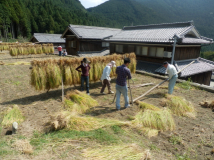 2014年 棚田オーナー稲刈り - 稲木に稲をかける