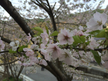 2015年 棚田オーナー対面式 - 公会堂の前の桜