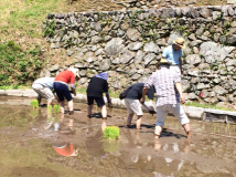 2015年 棚田オーナー田植え祭 - A区画