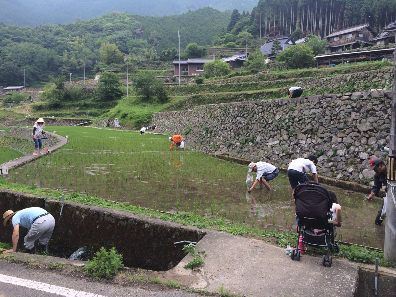 2014年 棚田オーナー 草引き