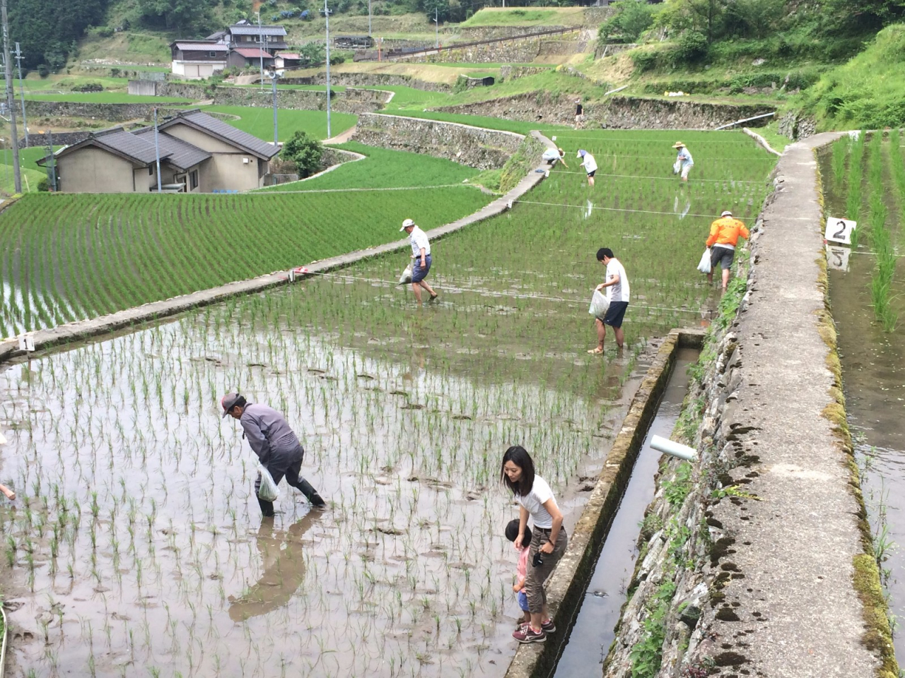 2014年 棚田オーナー 草引き