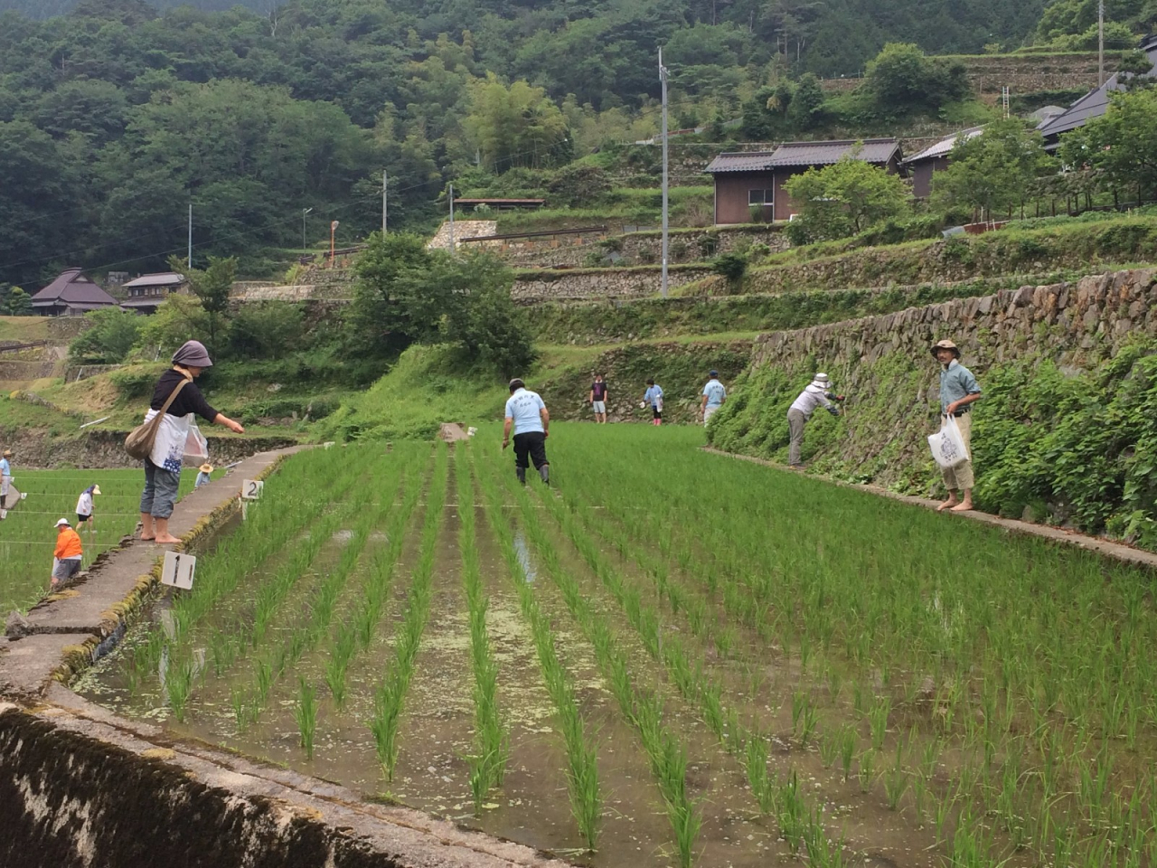 2014年 棚田オーナー 草引き