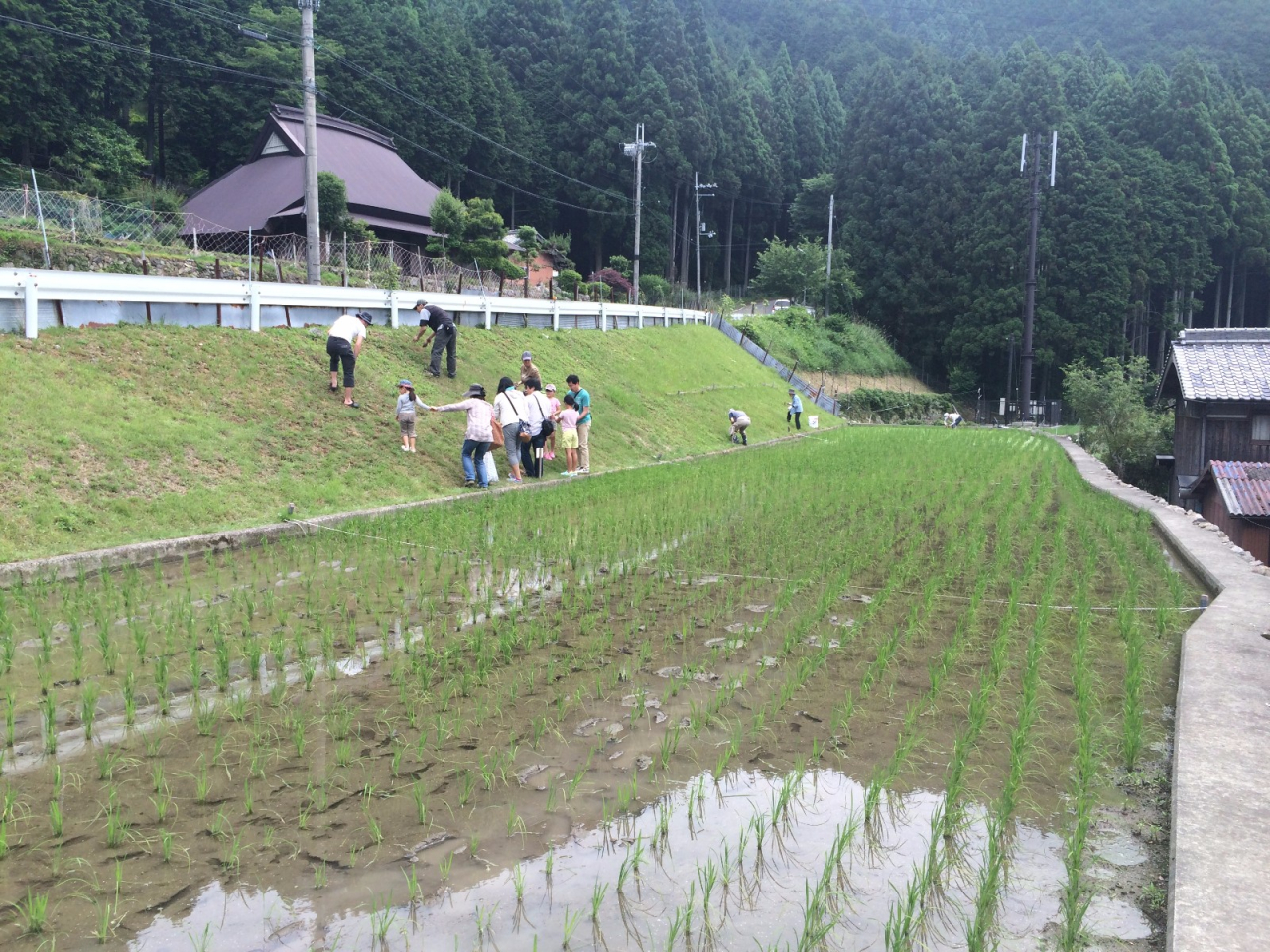 2014年 棚田オーナー 草引き