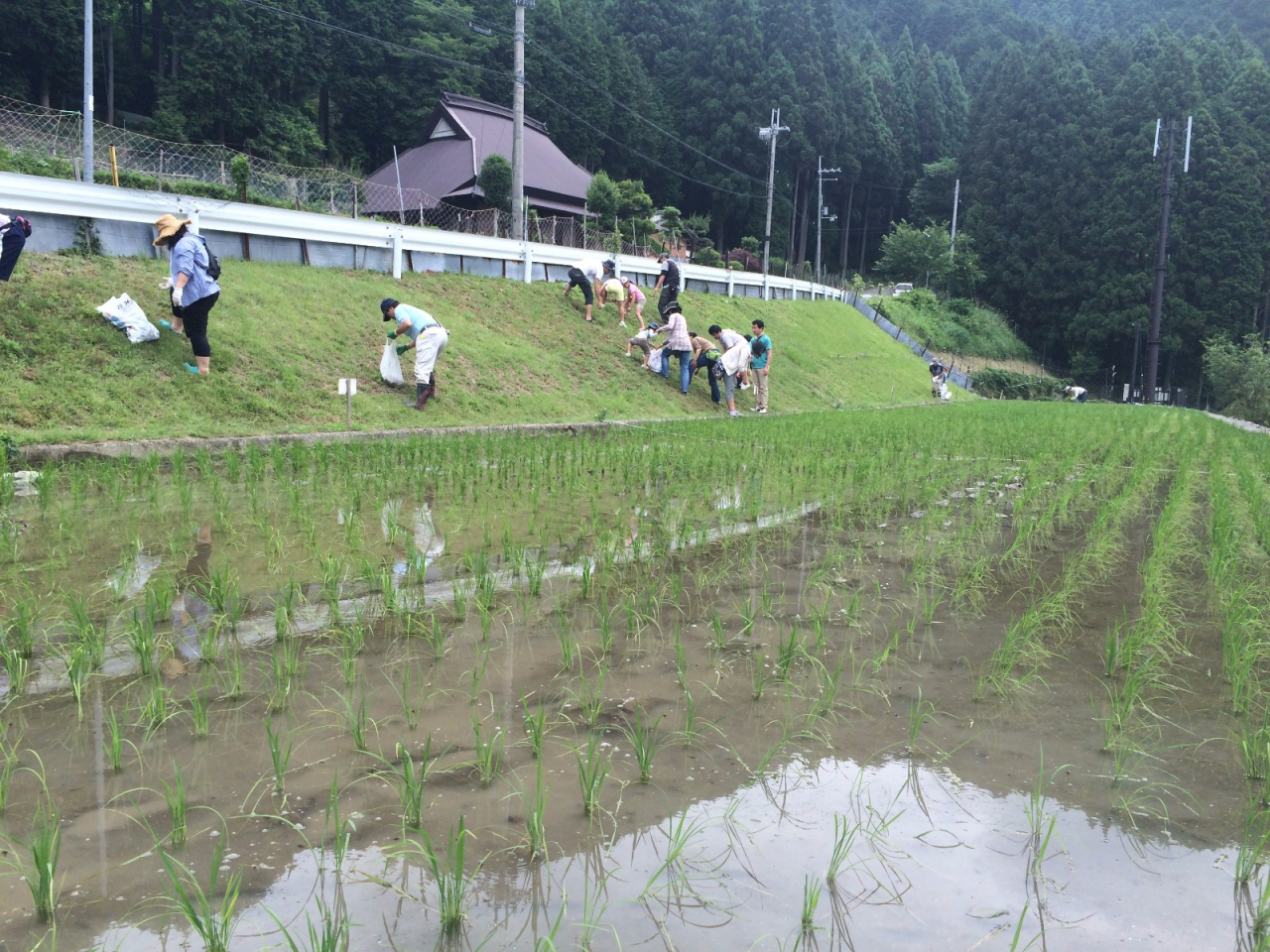 2014年 棚田オーナー 草引き