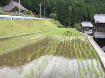 2016年 棚田オーナー - D区画