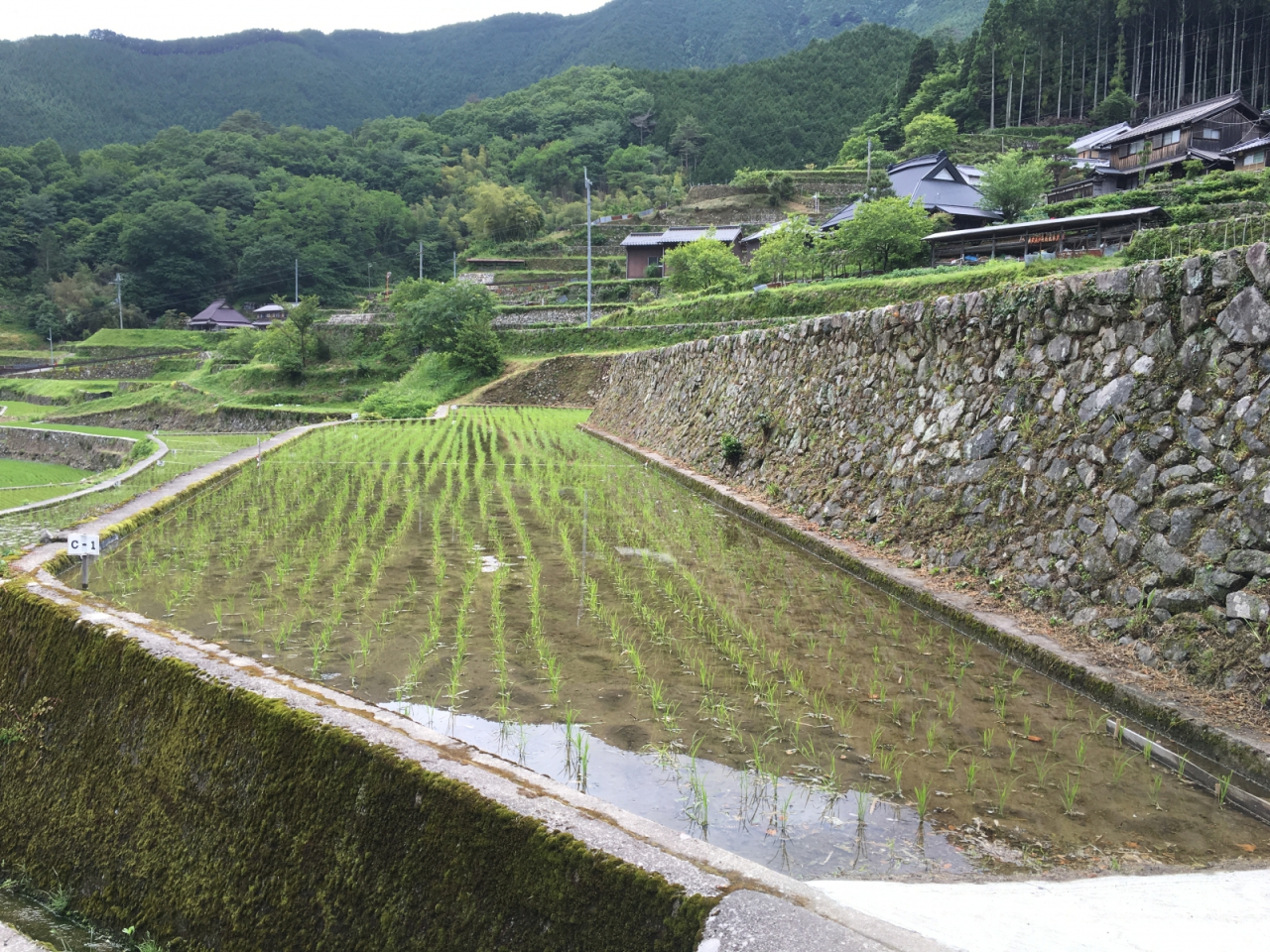 2016年 棚田オーナー - C区画