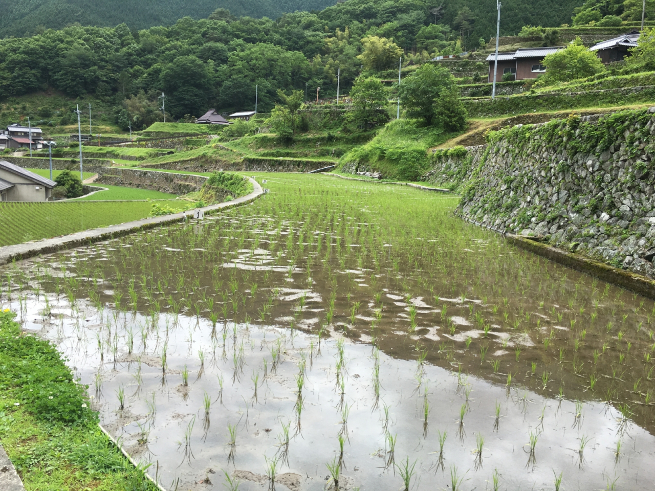 2016年 棚田オーナー - B区画