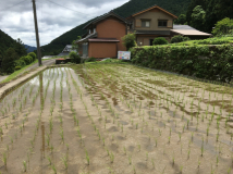 2016年 棚田オーナー - A区画