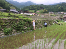 2016年 棚田オーナー 草引き・草刈り - 石垣の草刈り