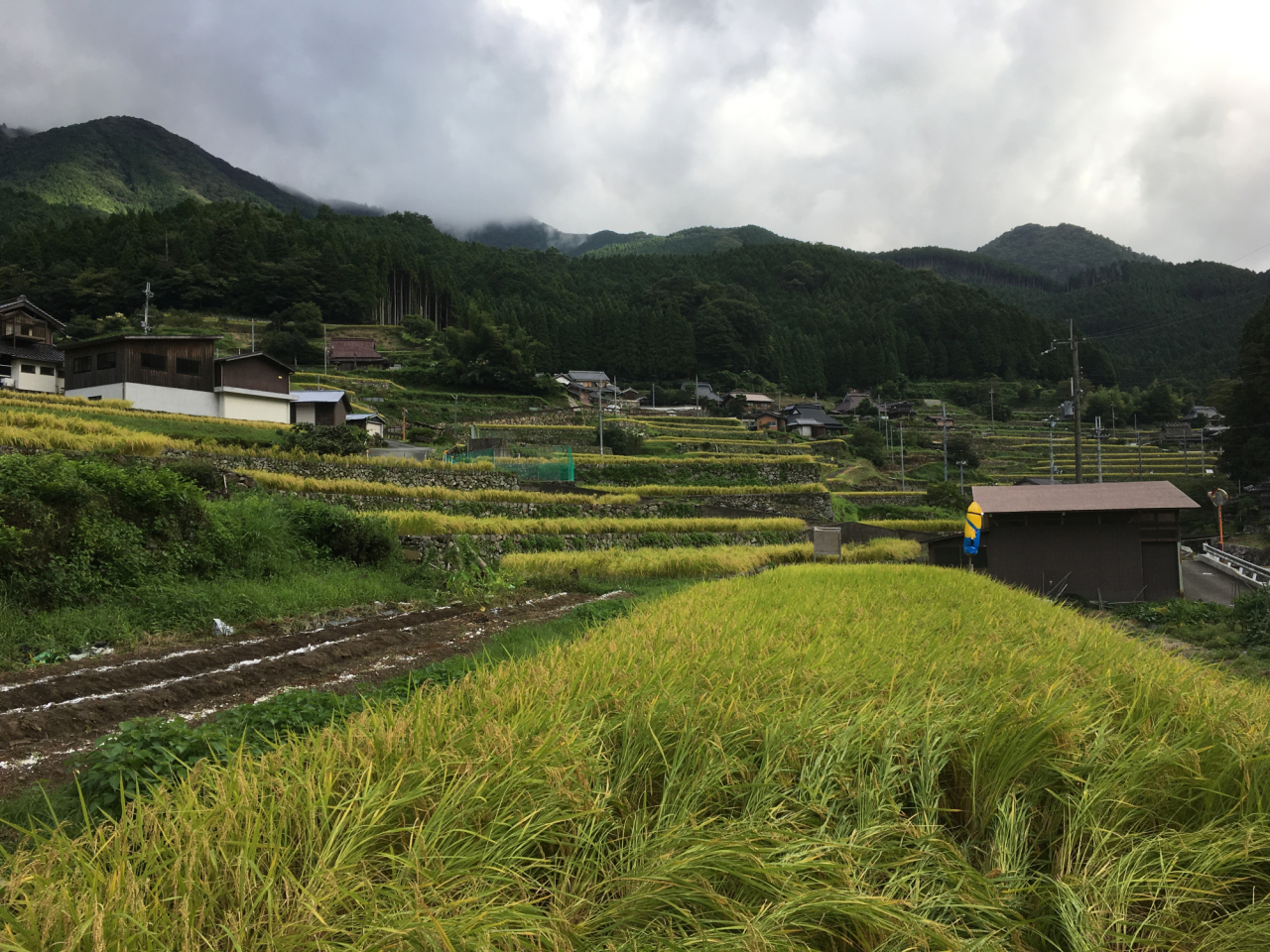 2017年 秋 黄金色の棚田