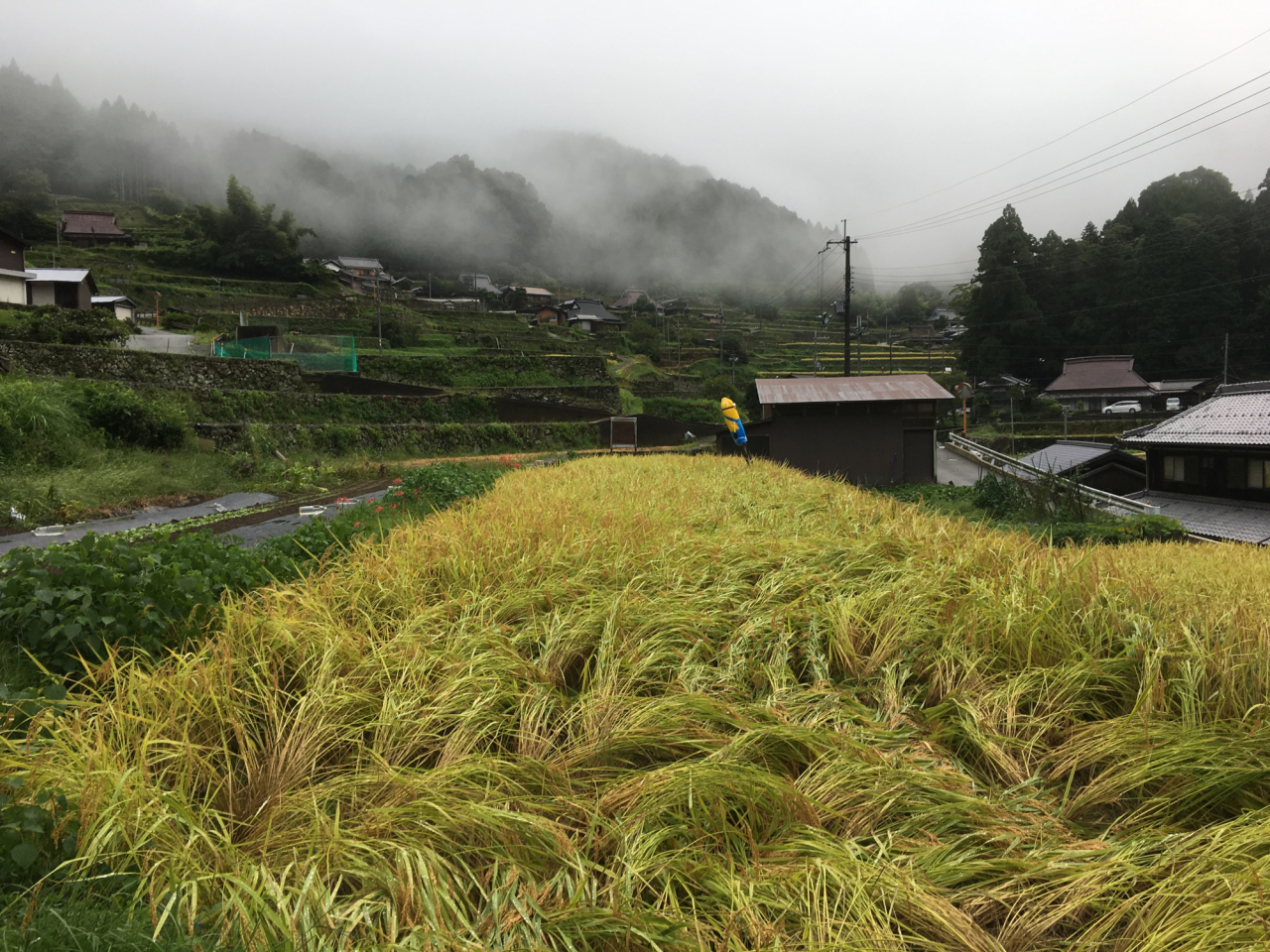 2017年9月 台風一過の棚田オーナー田