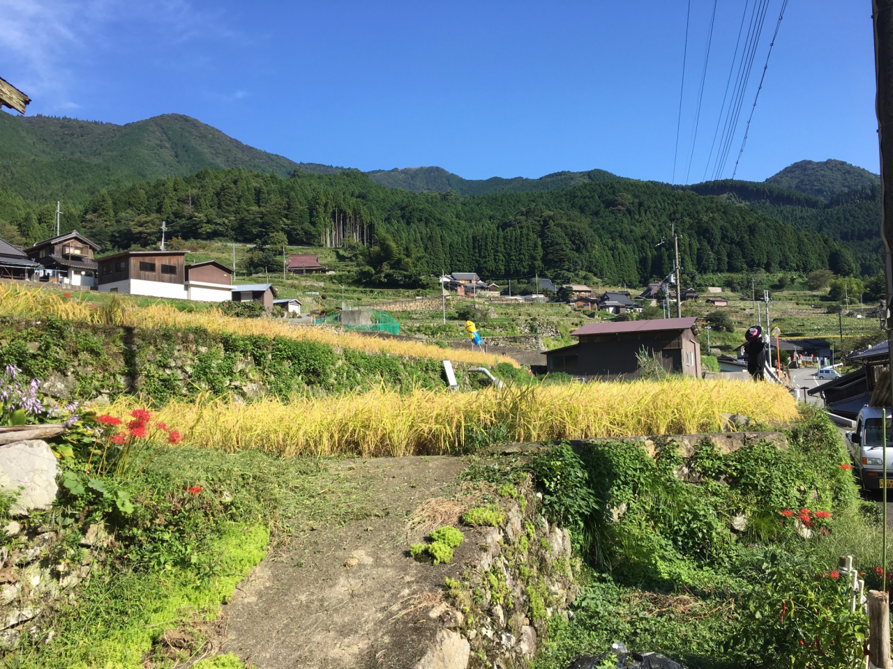 2017年 棚田オーナー田稲刈り - 朝