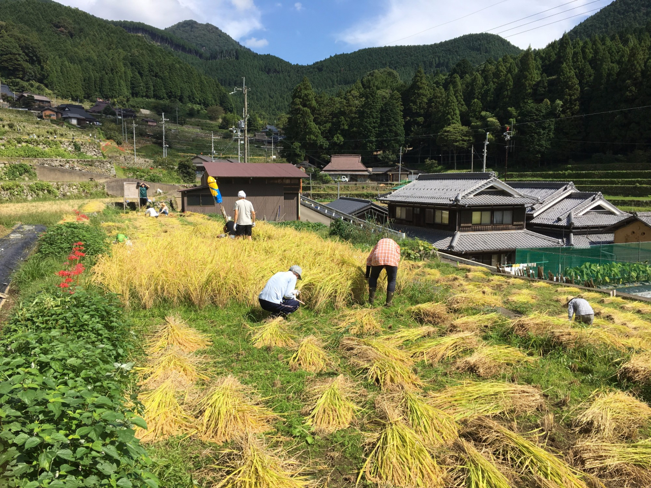 2017年 棚田オーナー田稲刈り