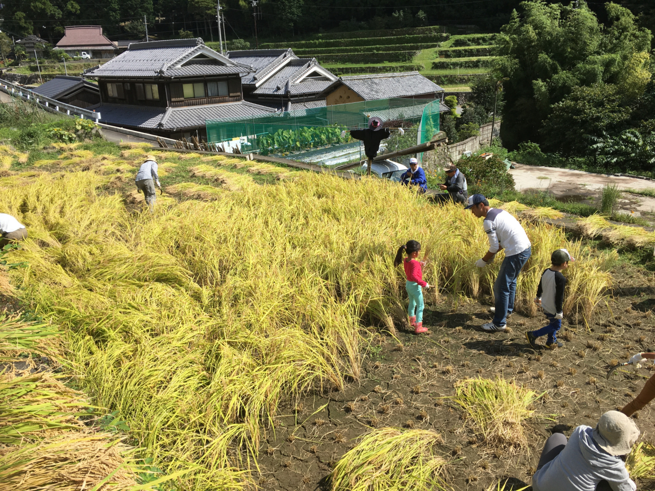 2017年 棚田オーナー田稲刈り 