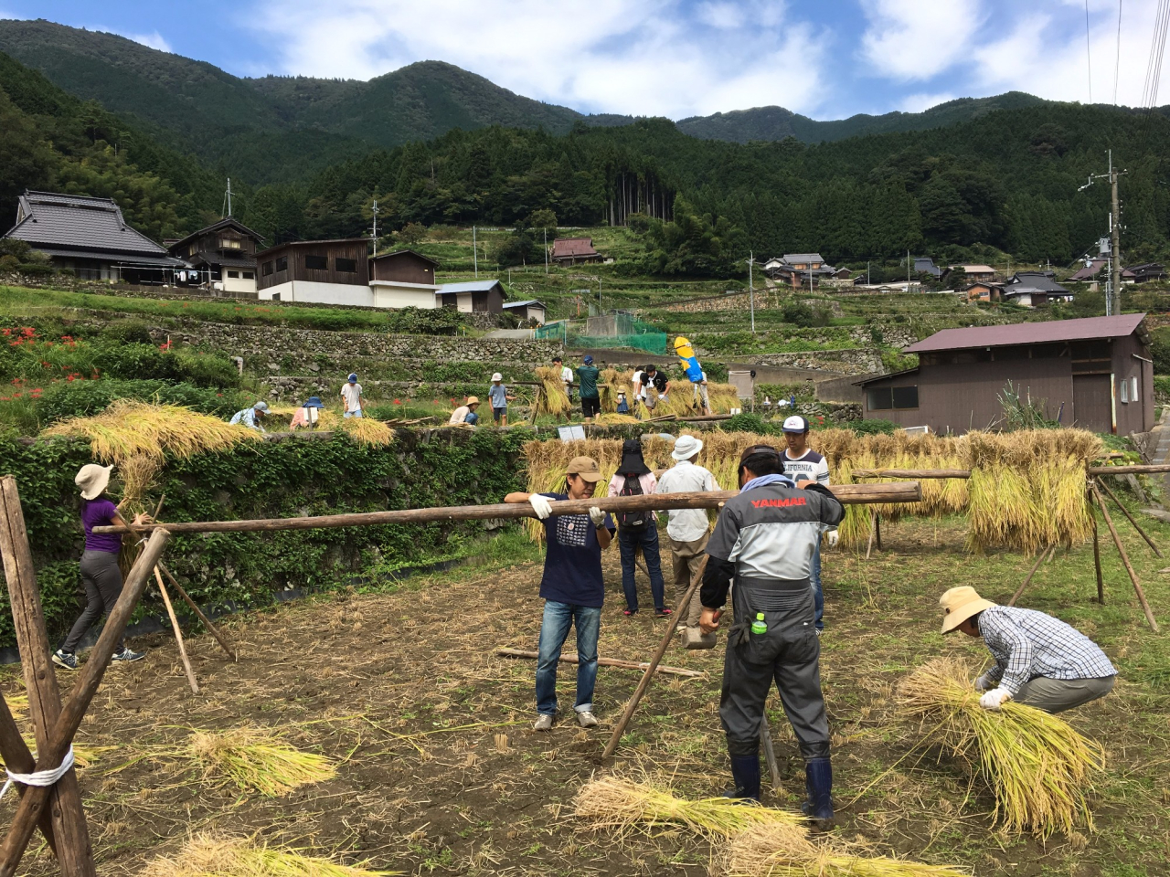 2017年 棚田オーナー田稲刈り - 稲木にかけて天日乾燥