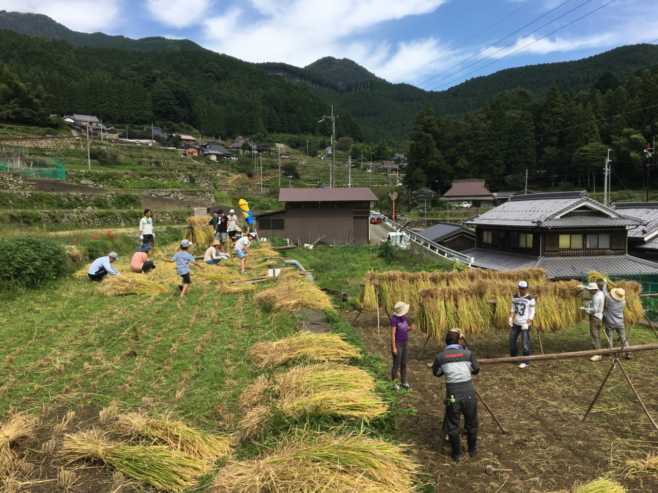 2017年 棚田オーナー田稲刈り - 稲木にかけて天日乾燥