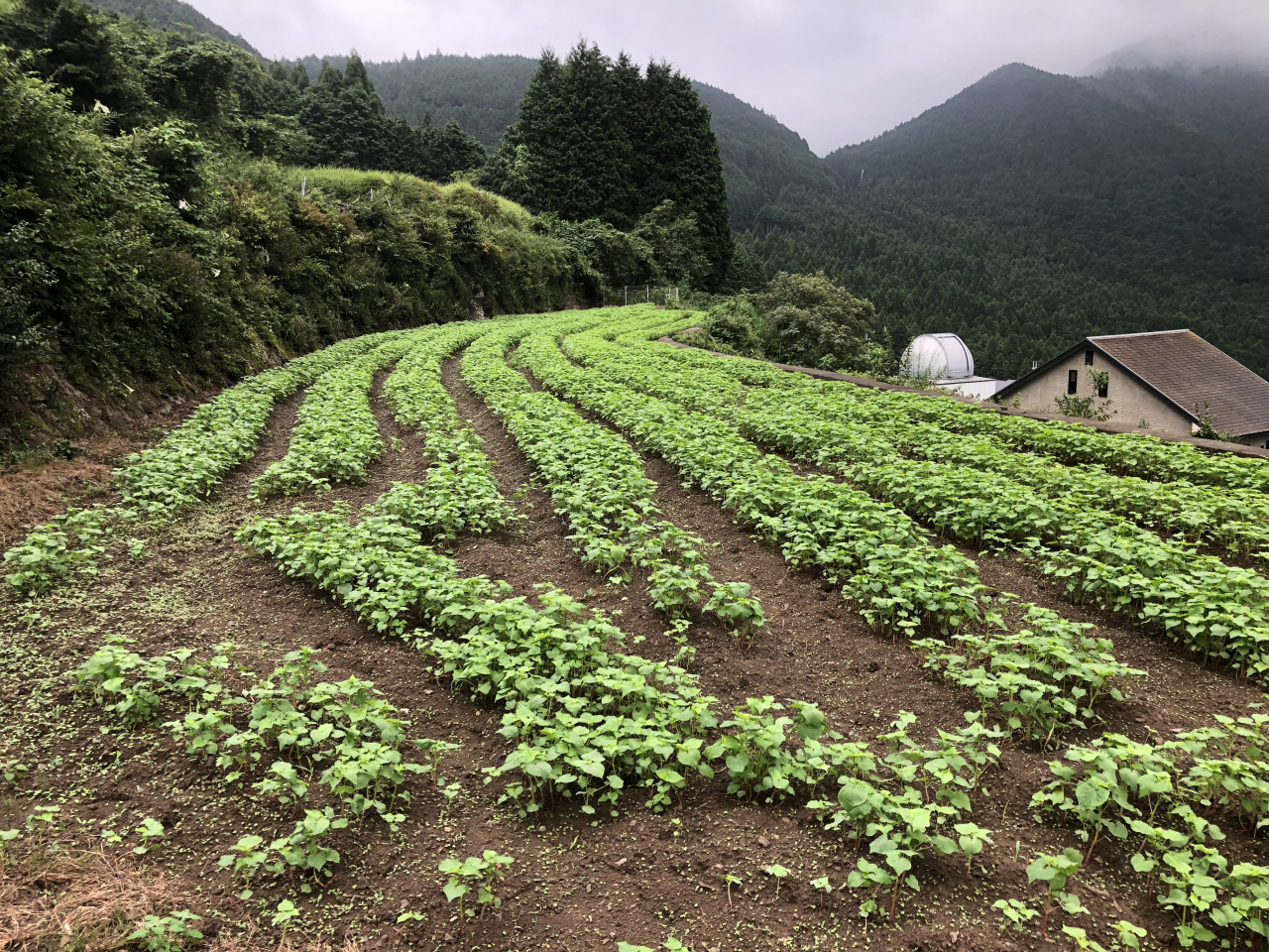 2018年 蕎麦の生育状況 - ガルテンの田圃