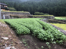 2018年 蕎麦の生育状況 - 高田くんの田圃