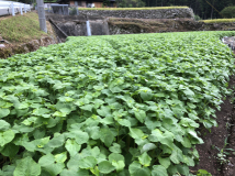 2018年 蕎麦の生育状況 - 高田くんの田圃