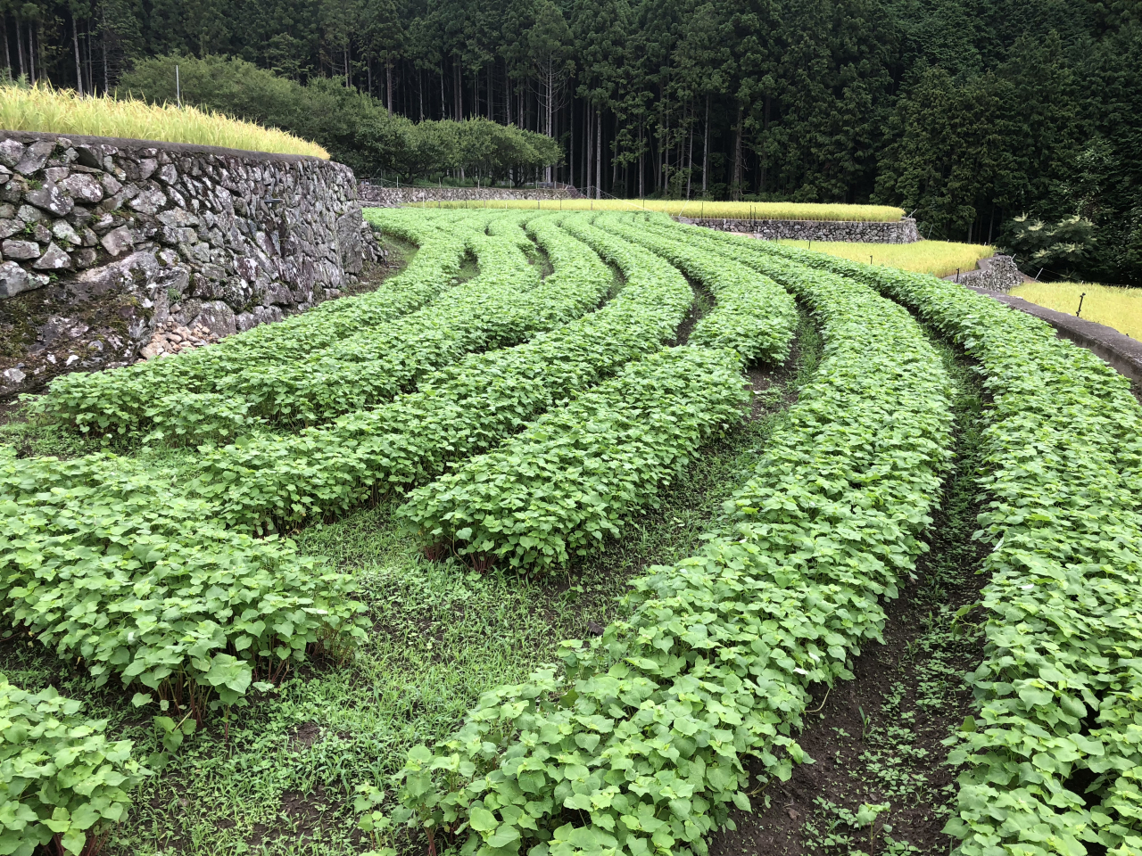 2018年 蕎麦の生育状況 - 徳吉さんの田圃