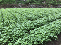 2018年 蕎麦の生育状況 - 正巳さんの田圃（川の傍）