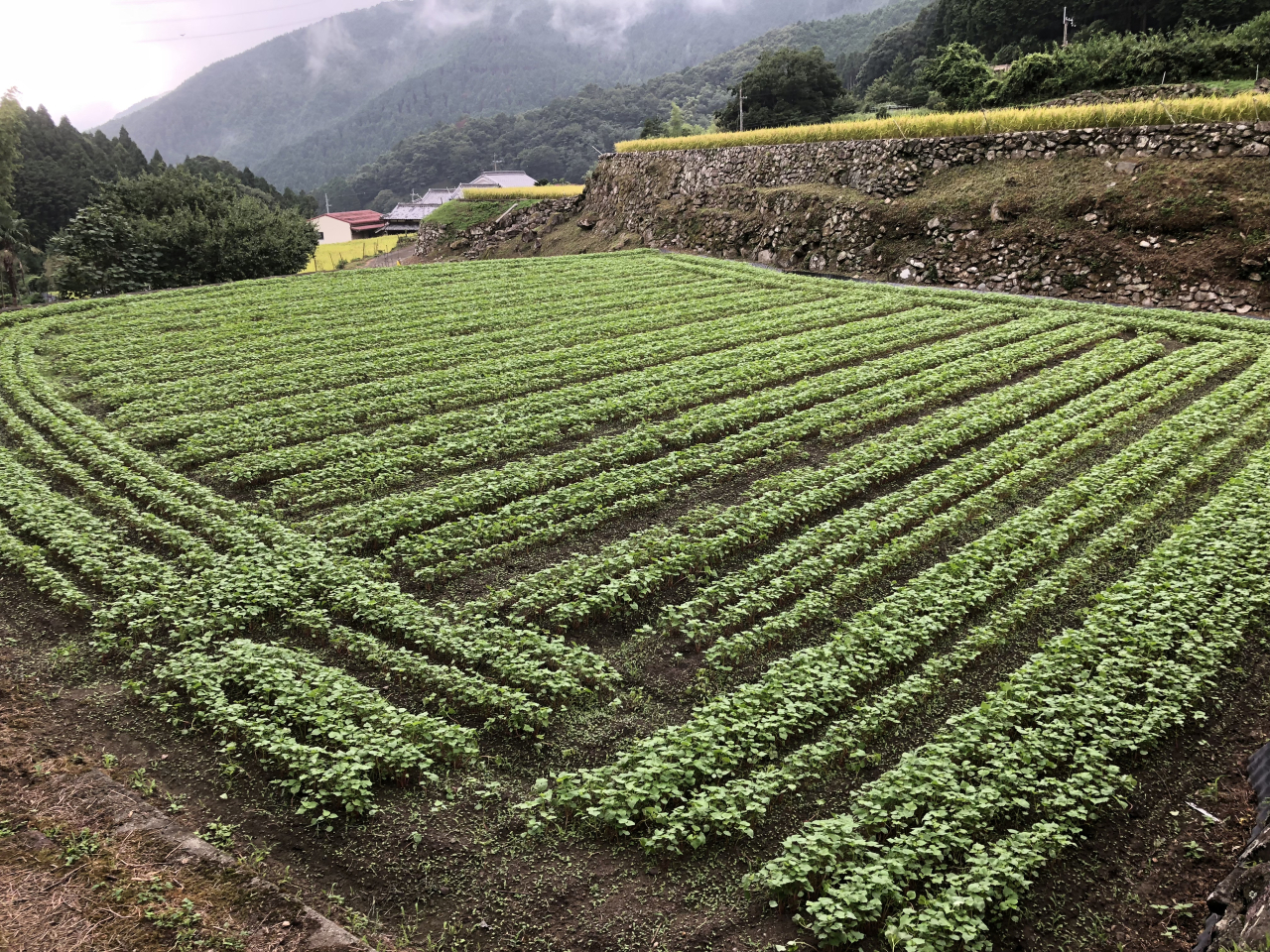 2018年 蕎麦の生育状況 - 正巳さんの田圃（川の傍）