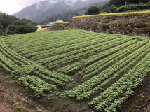 2018年 蕎麦の生育状況 - 正巳さんの田圃（川の傍）