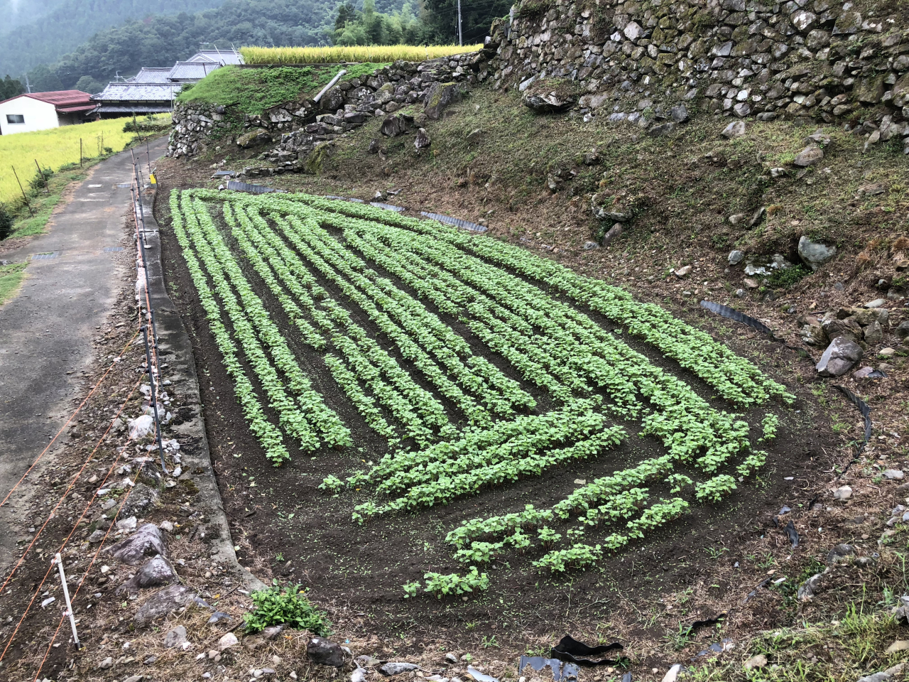 2018年 蕎麦の生育状況 - 正巳さんの田圃（川の傍）